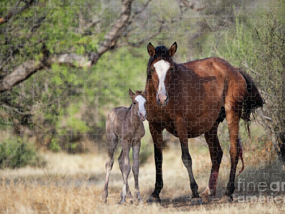 Cute Foal Jigsaw Puzzle featuring the photograph Newborn by Shannon Hastings