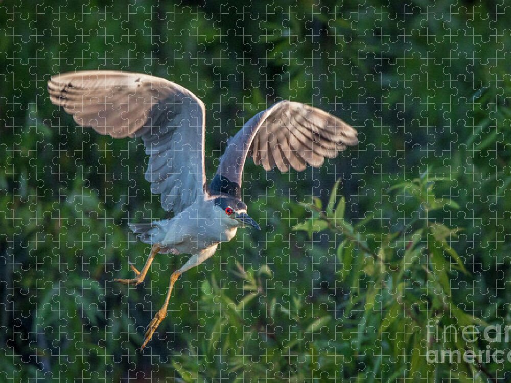 Heron Jigsaw Puzzle featuring the photograph Night Heron Flight by Tom Claud