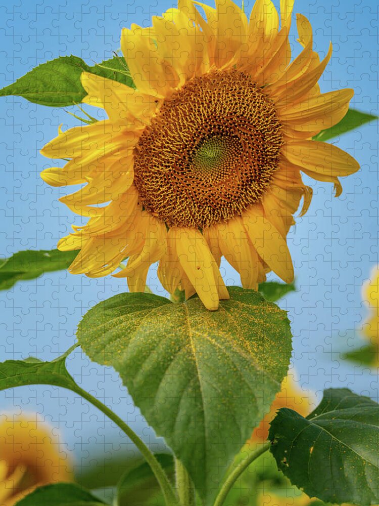 Sunflower Jigsaw Puzzle featuring the photograph Nodding Sunflower by Grant Twiss