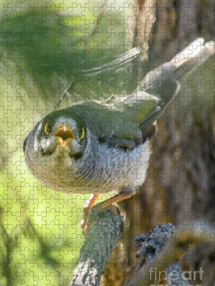 Bird Jigsaw Puzzle featuring the photograph Noisy Miner 03 by Werner Padarin
