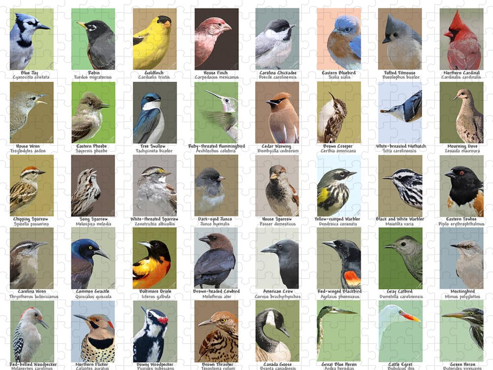 Nature Jigsaw Puzzle featuring the mixed media North American Birds by Judy Cuddehe