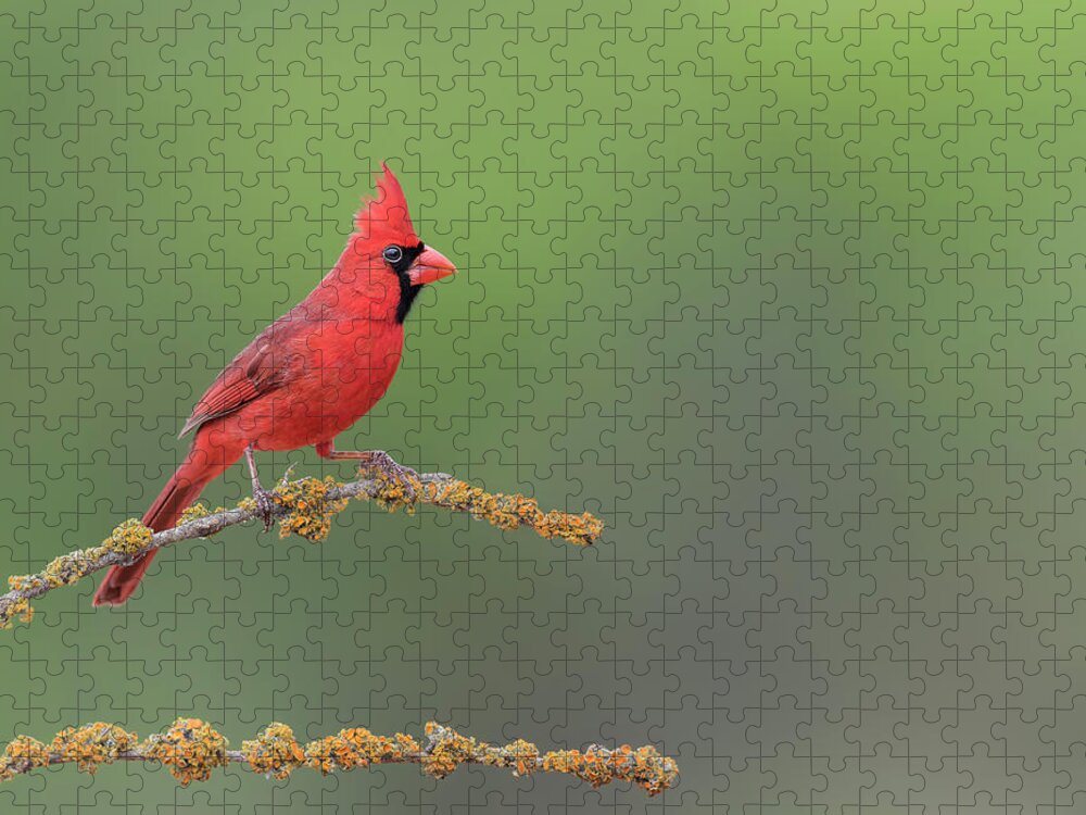 Northern Cardinal Jigsaw Puzzle featuring the photograph Northern Cardinal by Puttaswamy Ravishankar