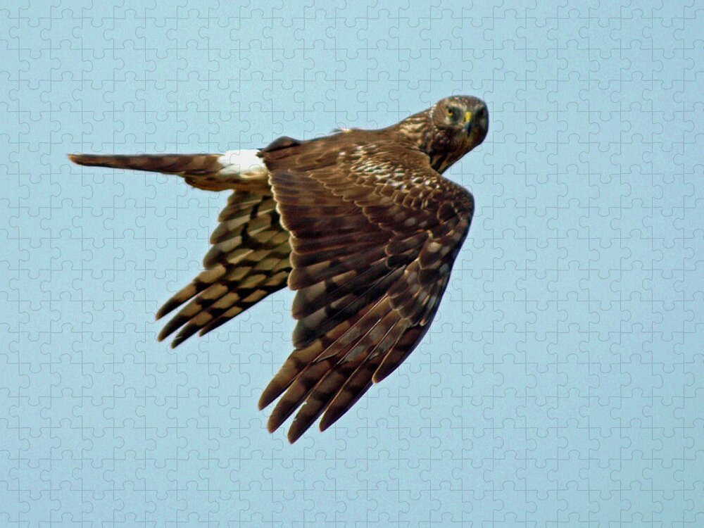 Animal Jigsaw Puzzle featuring the photograph Northern Harrier, Looking at You by DADPhotography