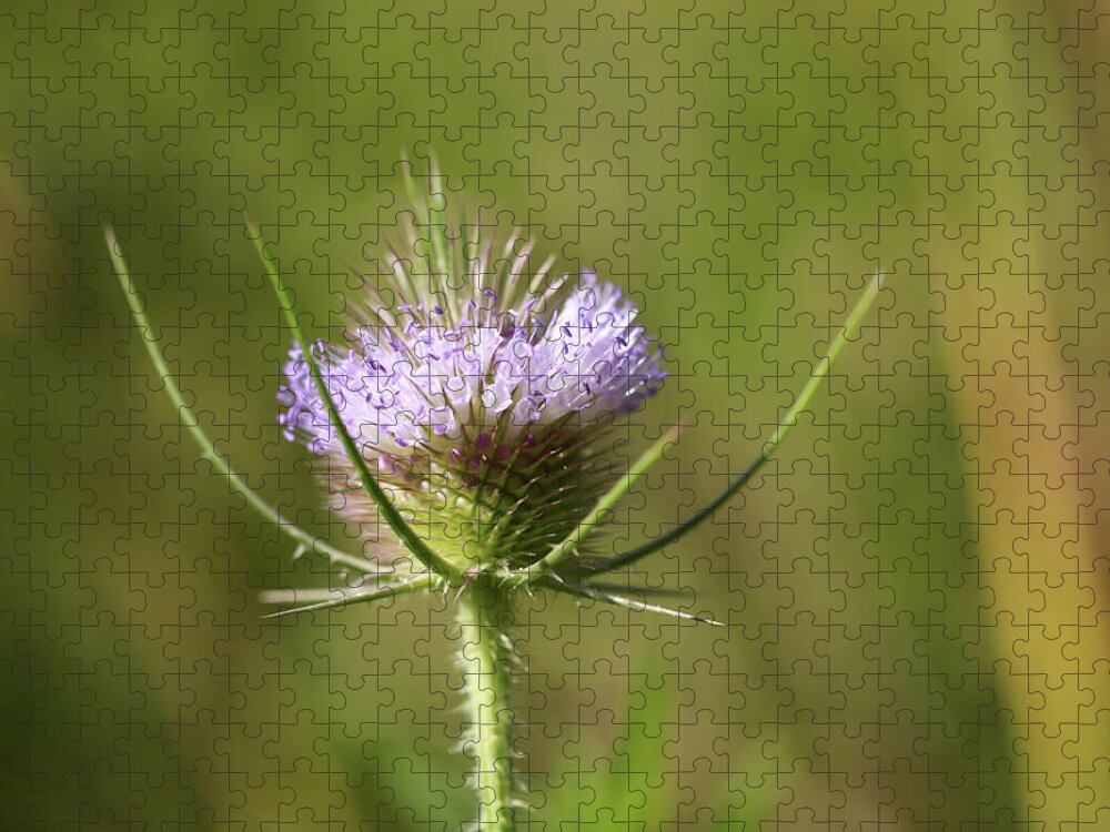 Weed Jigsaw Puzzle featuring the photograph Northern Wildflower by Gary Yost