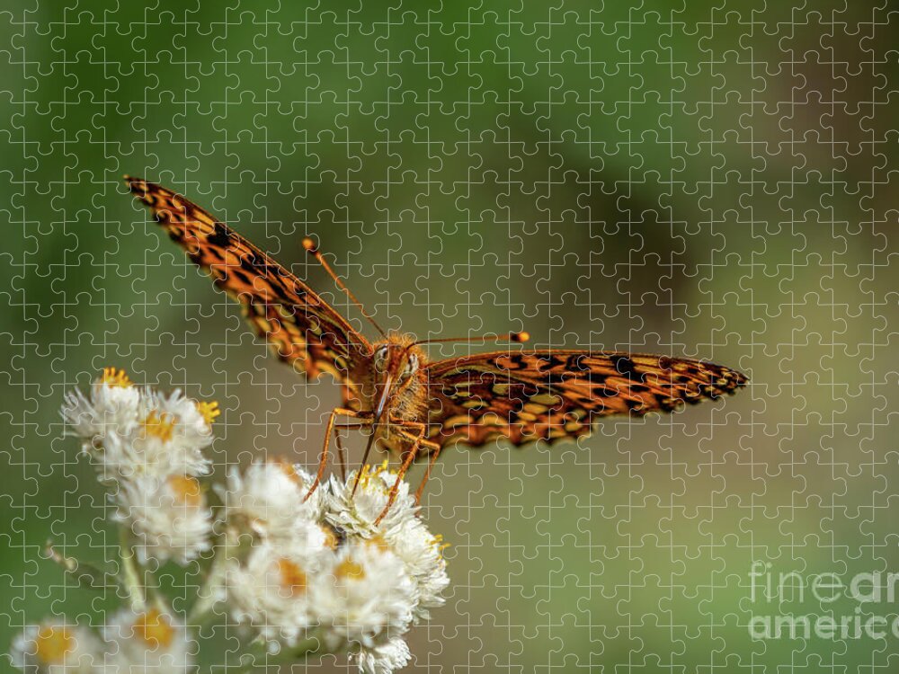 Anaphalis Margaritacea Jigsaw Puzzle featuring the photograph Northwestern Fritillary Butterfly Face by Nancy Gleason