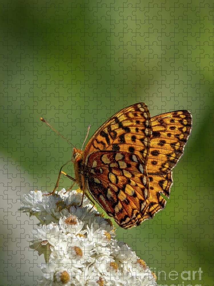 Anaphalis Margaritacea Jigsaw Puzzle featuring the photograph Northwestern Fritillary Butterfly Underwing Pattern by Nancy Gleason