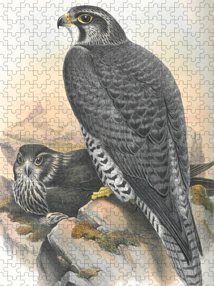 Norwegian Gyrfalcon Jigsaw Puzzle featuring the drawing Norwegian Gyrfalcon. John Gould by World Art Collective