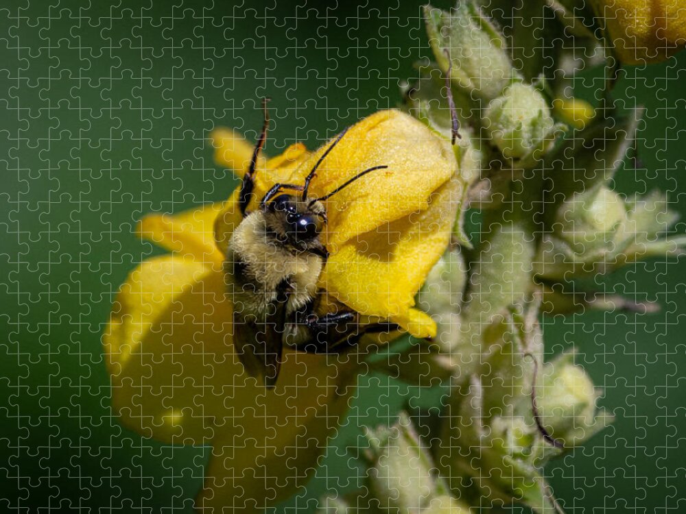 Bumblebee Jigsaw Puzzle featuring the photograph Not taking the Littles for Granted by Linda Bonaccorsi
