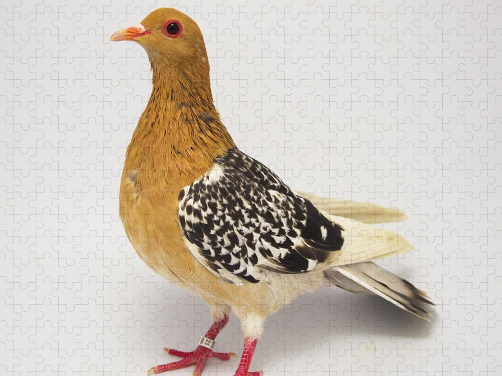 Pigeon Jigsaw Puzzle featuring the photograph Nuremberg Lark Pigeon by Nathan Abbott