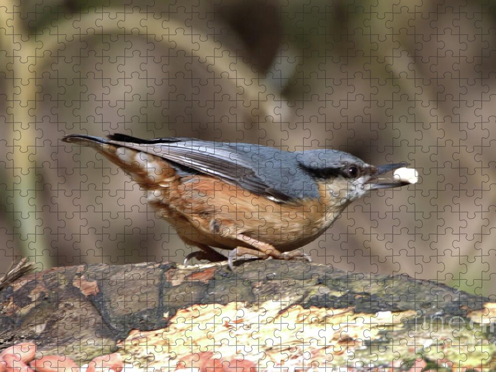 Birds Jigsaw Puzzle featuring the photograph Nuthatch bandit by Baggieoldboy