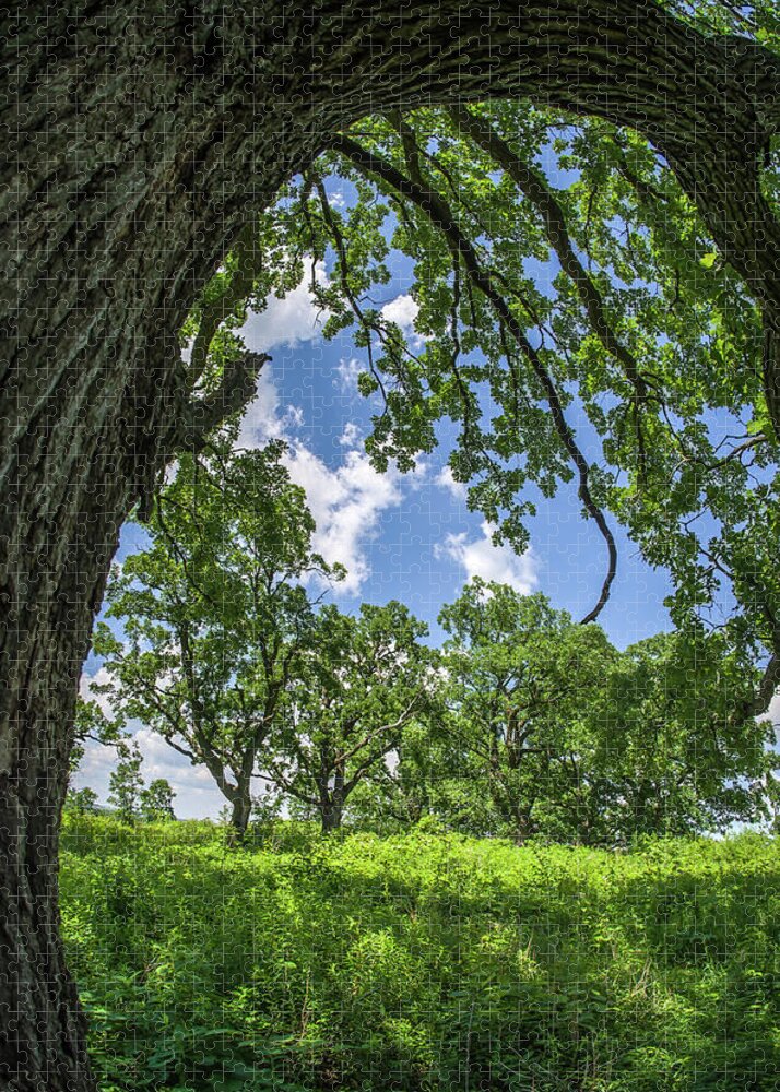 Oak Jigsaw Puzzle featuring the photograph Oak Tree Zen by Peter Herman