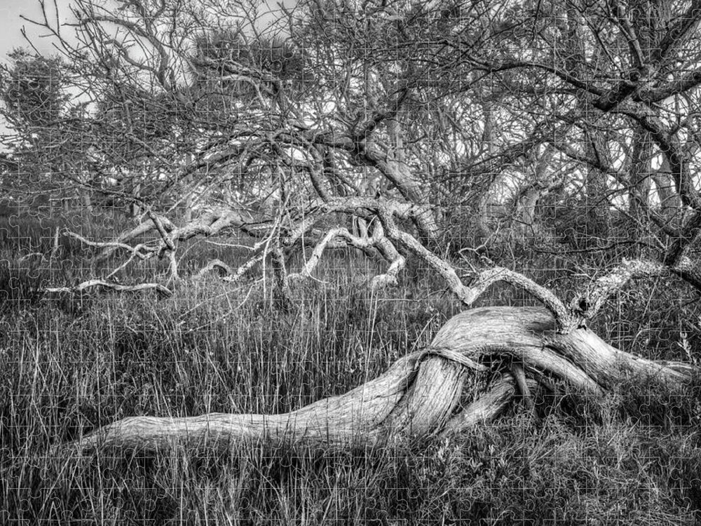 Florida Jigsaw Puzzle featuring the photograph Oak Trees in the Marsh in Black and White by Debra and Dave Vanderlaan