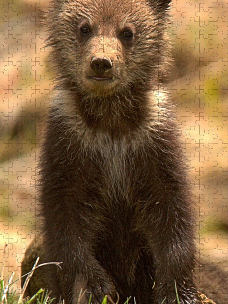 Yellowstone Jigsaw Puzzle featuring the photograph Obsidian Grizzly Cub Portrait by Adam Jewell