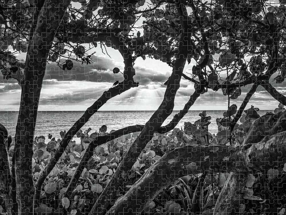 Beach Jigsaw Puzzle featuring the photograph Ocean View Through Seagrape Trees BW by Laura Fasulo