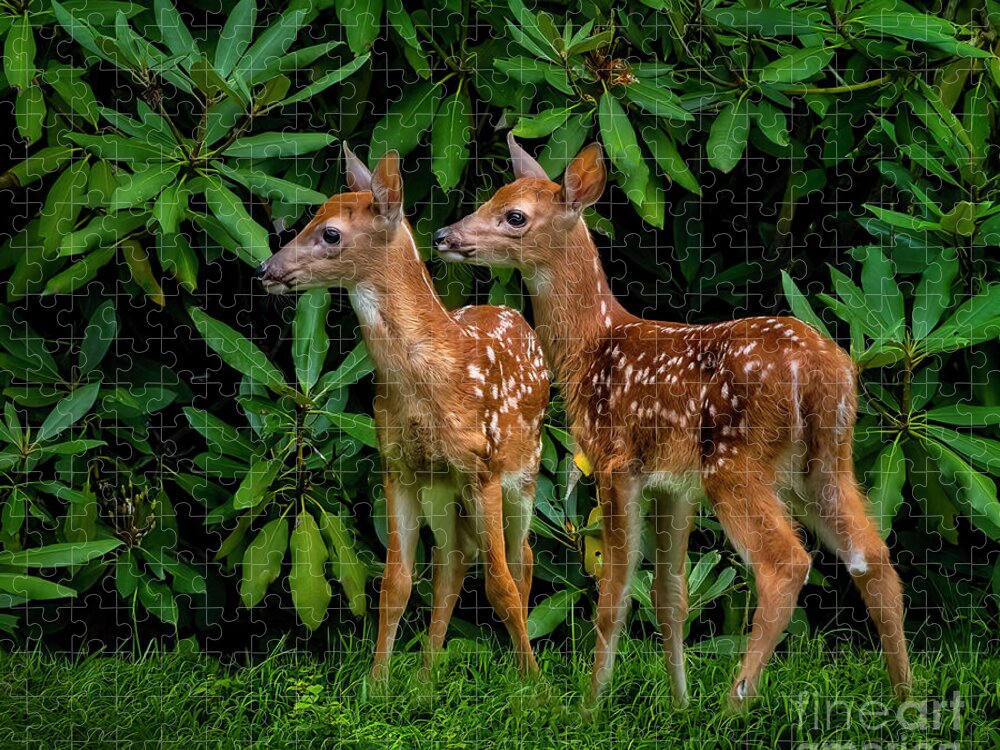 Deer Jigsaw Puzzle featuring the photograph Oh, deer... We have been spotted. by Shelia Hunt