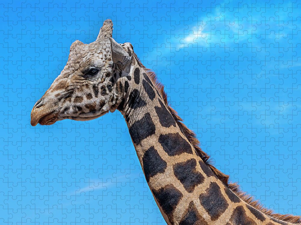  Jigsaw Puzzle featuring the photograph Old Giraffe by Al Judge
