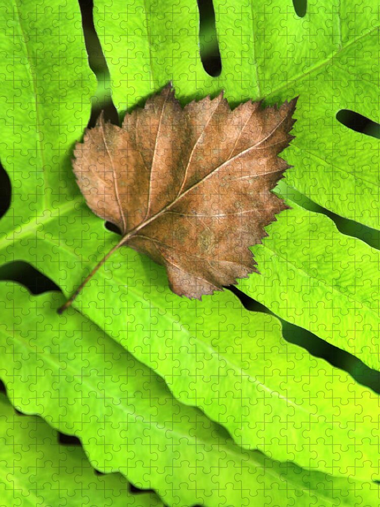 Leaves Jigsaw Puzzle featuring the photograph Old Leaf New Leaf by Christina Rollo