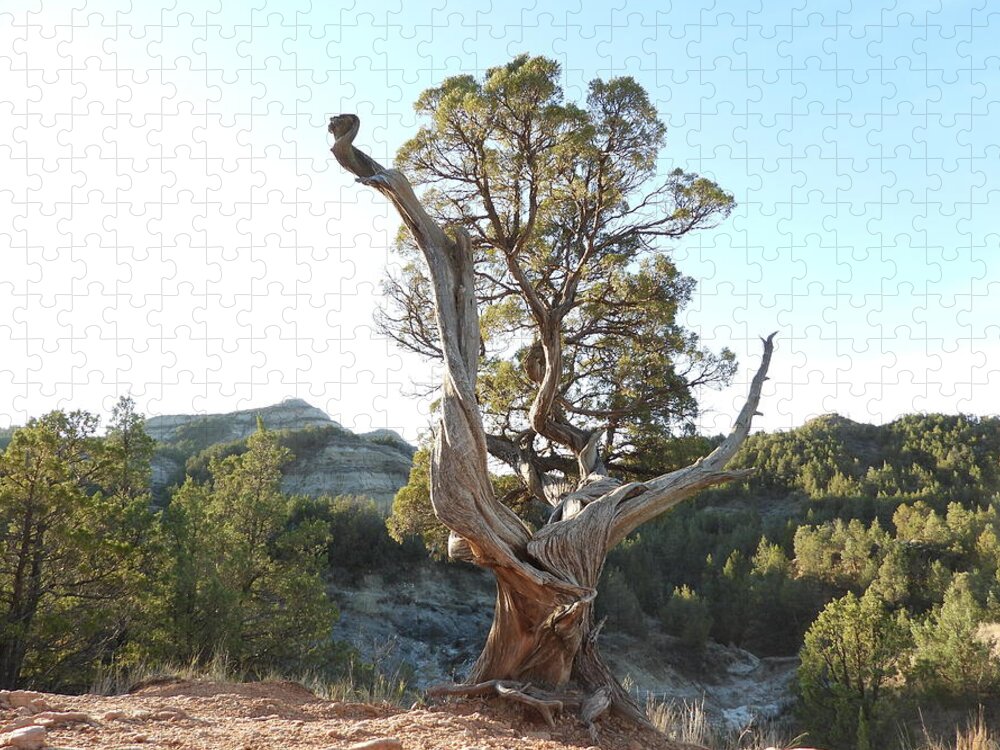 Juniper Jigsaw Puzzle featuring the photograph Old Twisted Juniper 2 by Amanda R Wright