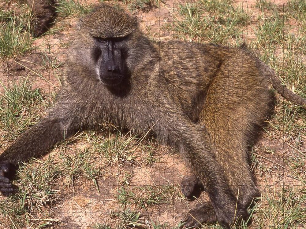 Africa Jigsaw Puzzle featuring the photograph Olive Baboon Relaxing in the Sun by Russel Considine