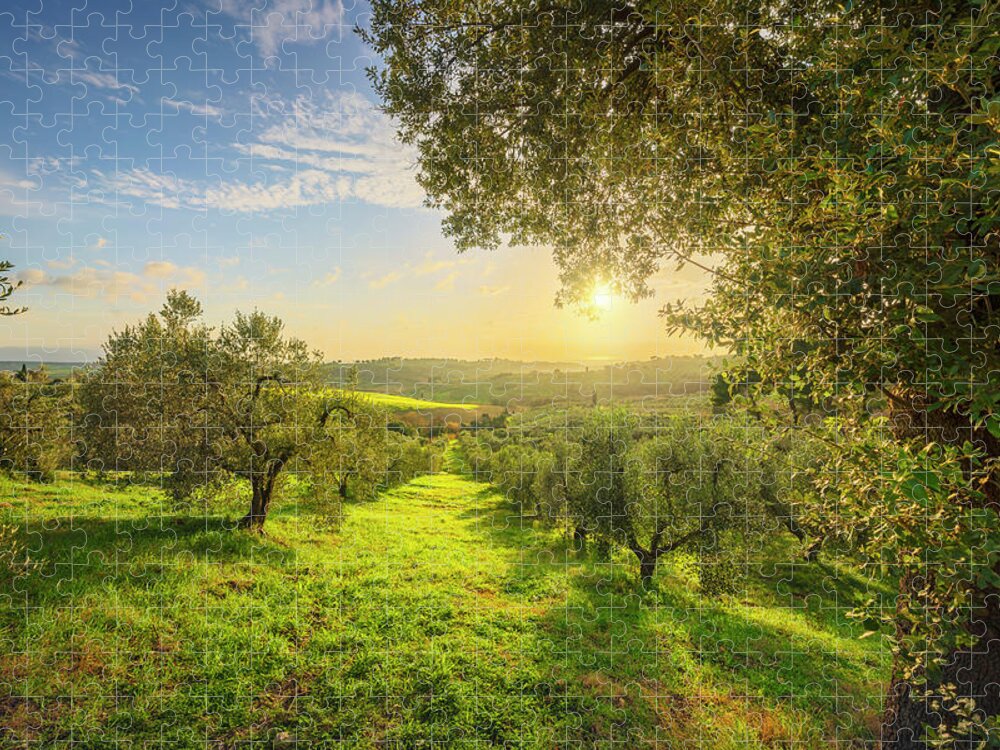 Olive Jigsaw Puzzle featuring the photograph Olive grove at sunset. by Stefano Orazzini