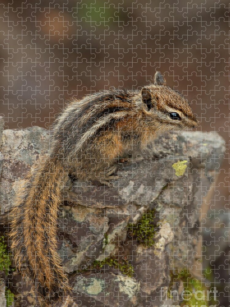 National Forest Jigsaw Puzzle featuring the photograph Olympic Chipmunk in Morning Light in Olympic National Park by Nancy Gleason