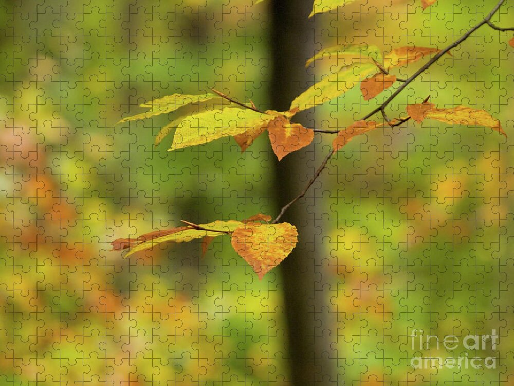 On An Overcast Day In Autumn 5 Jigsaw Puzzle featuring the photograph On An Overcast Day In Autumn 5 by Dorothy Lee