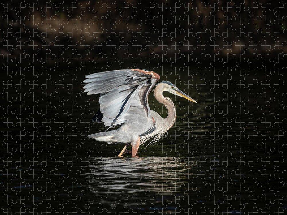 Great Blue Heron Jigsaw Puzzle featuring the photograph On The Hunt by Jordan Hill