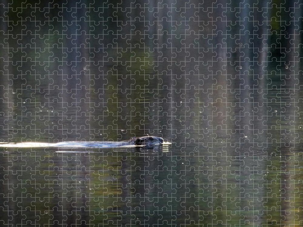 Finland Jigsaw Puzzle featuring the photograph On the morning swim. Beaver by Jouko Lehto