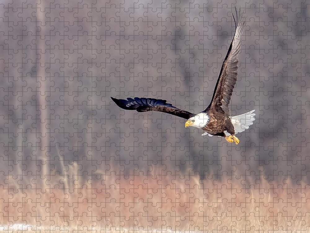 Eagle Jigsaw Puzzle featuring the photograph On the Wing by Rod Best