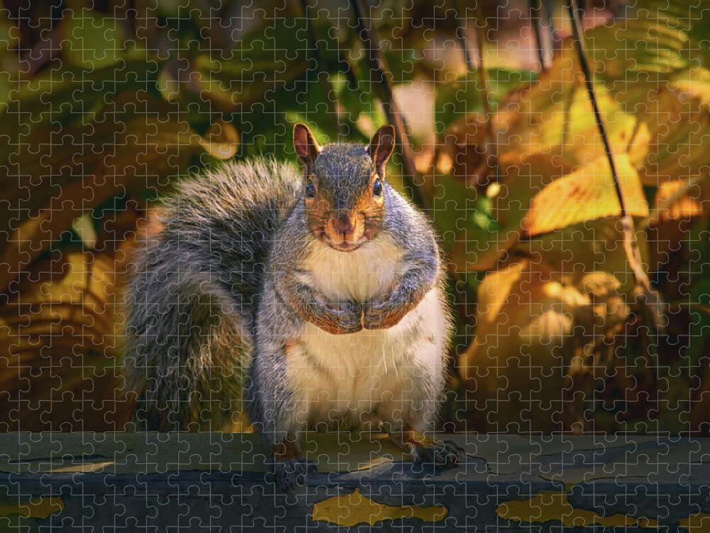 One Gray Squirrel Jigsaw Puzzle featuring the photograph One Gray Squirrel by Bob Orsillo