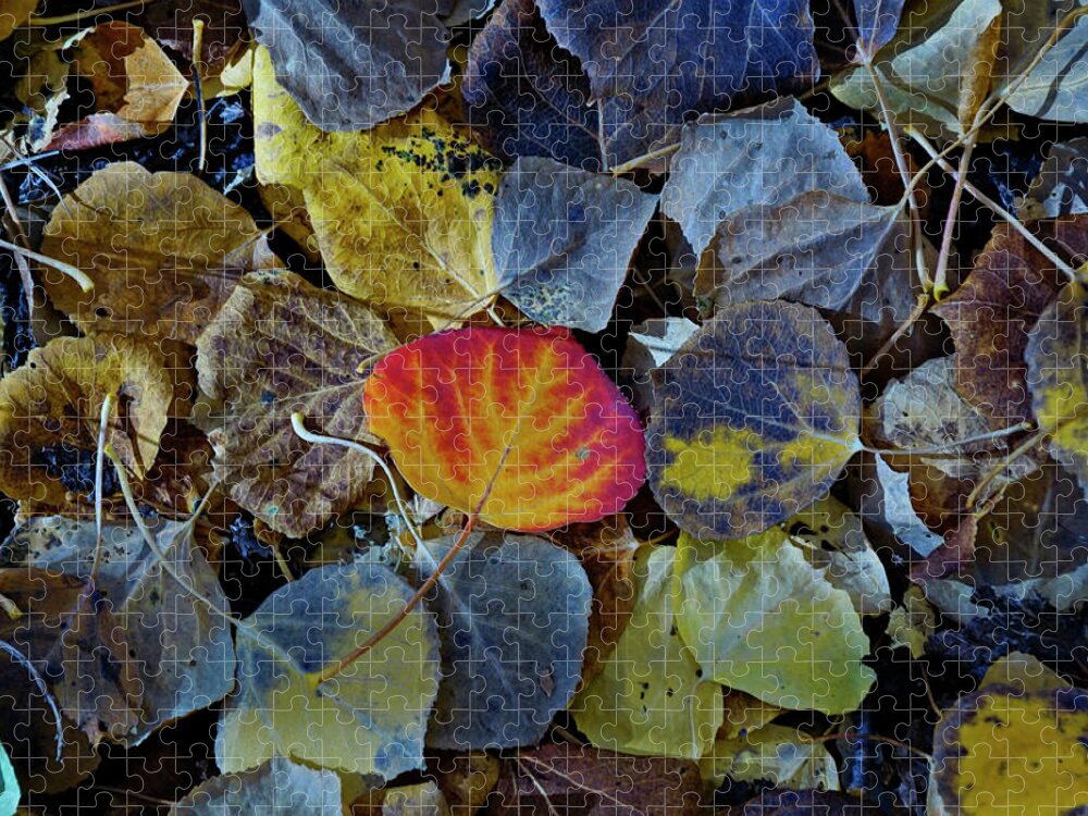 Leaves Jigsaw Puzzle featuring the photograph One Leaf by Jeremy Rhoades