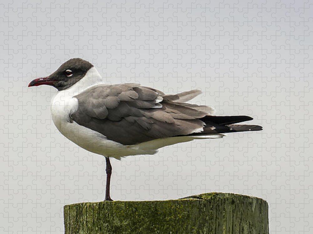 Seagull Jigsaw Puzzle featuring the photograph One Leg Up by Dale R Carlson