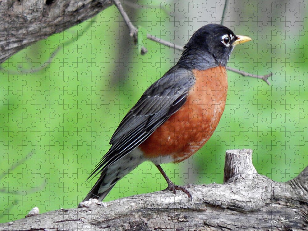 Robin Jigsaw Puzzle featuring the photograph One Leg by Wild Thing