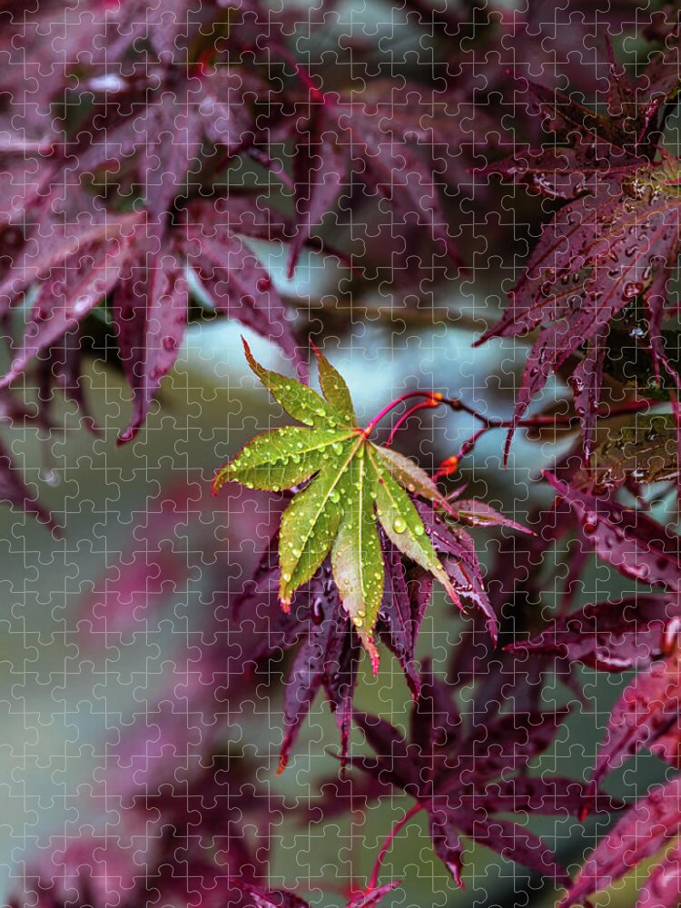 Leaf Jigsaw Puzzle featuring the photograph One of a Kind by Laura Roberts