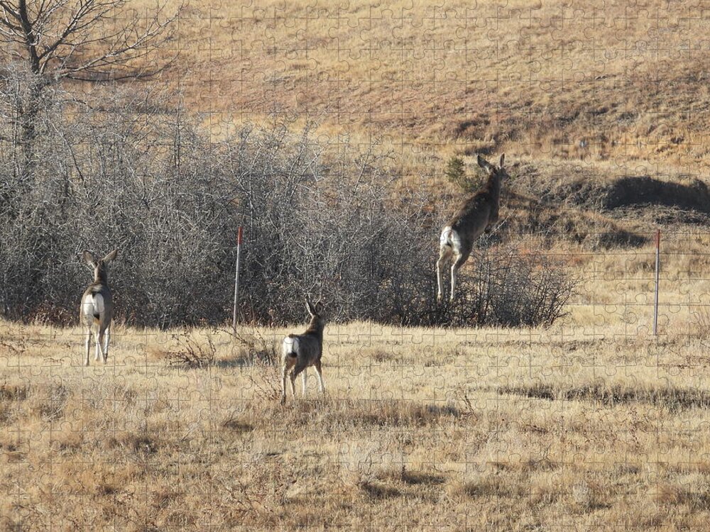 Mule Deer Jigsaw Puzzle featuring the photograph One Two Three Jump by Amanda R Wright