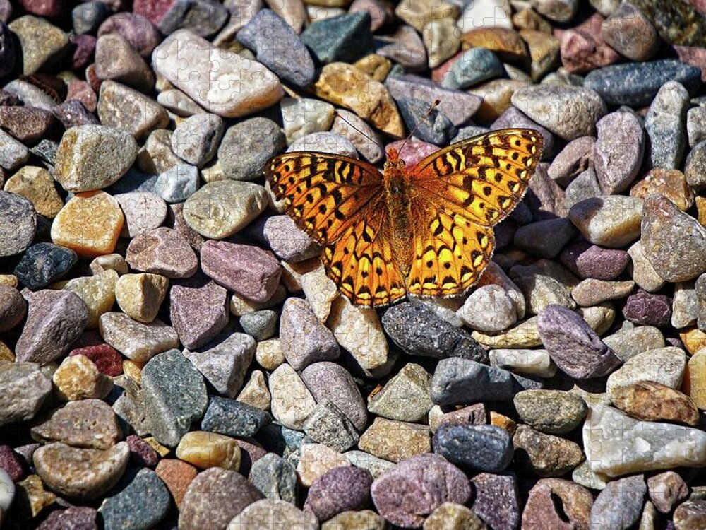 Butterflies Jigsaw Puzzle featuring the photograph Orange And Black Butterfly by David Desautel