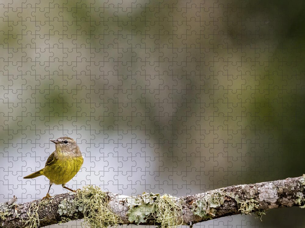 Orange-crowned Warbler Jigsaw Puzzle featuring the photograph Orange-Crowned Warbler by Cheri Freeman