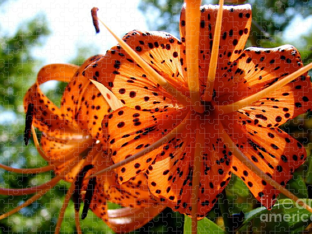 Orange Tiger Lily Jigsaw Puzzle featuring the digital art Orange Tiger Lily by Tammy Keyes