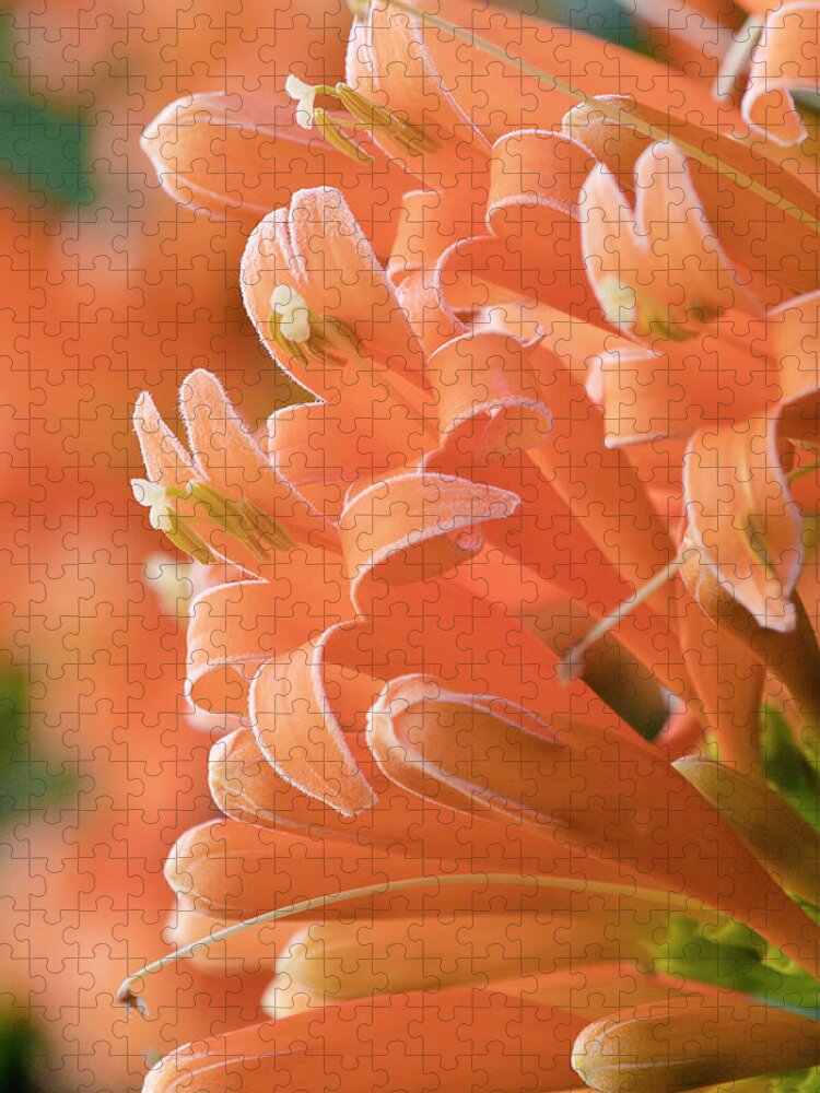Orange Trumpet Vine Jigsaw Puzzle featuring the digital art Orange trumpet vine 01 by Kevin Chippindall