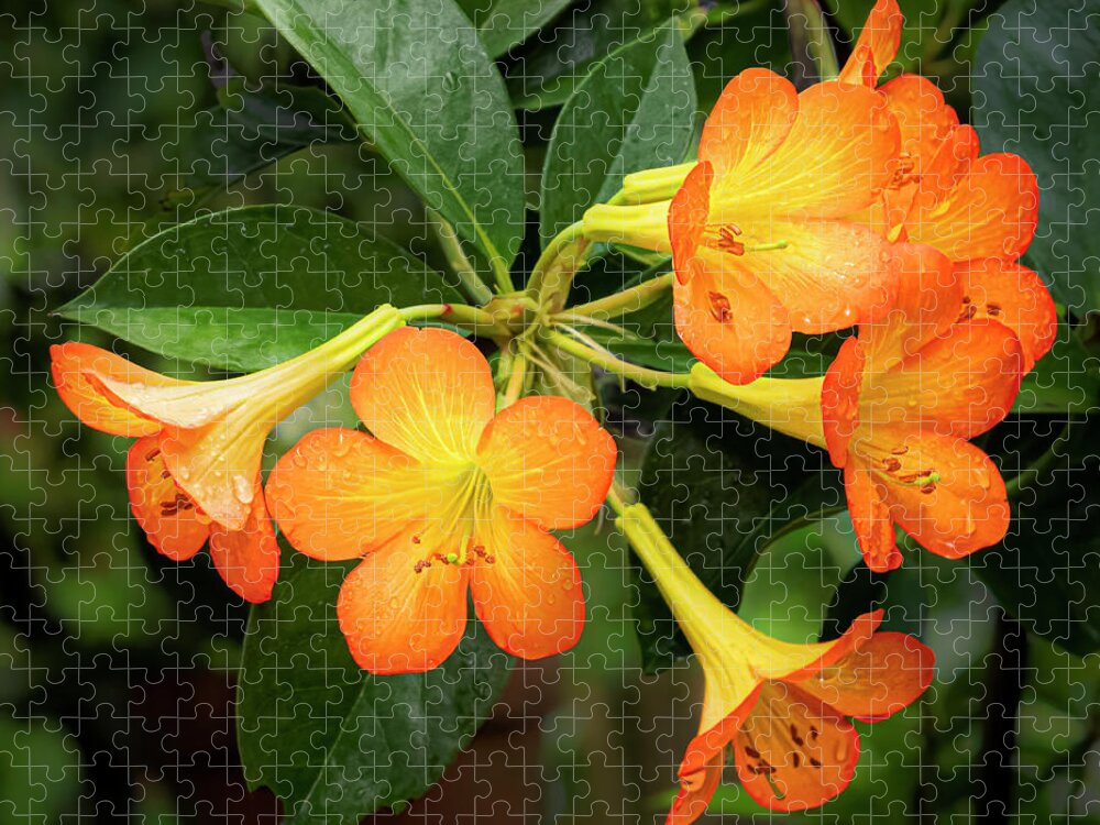 Flower Jigsaw Puzzle featuring the photograph Orange Trumpets by Ginger Stein