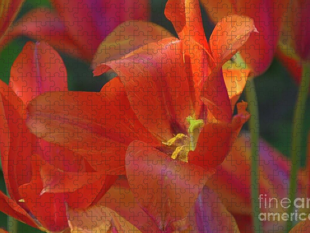 Flowers Jigsaw Puzzle featuring the photograph Orange Tulips by Diana Mary Sharpton