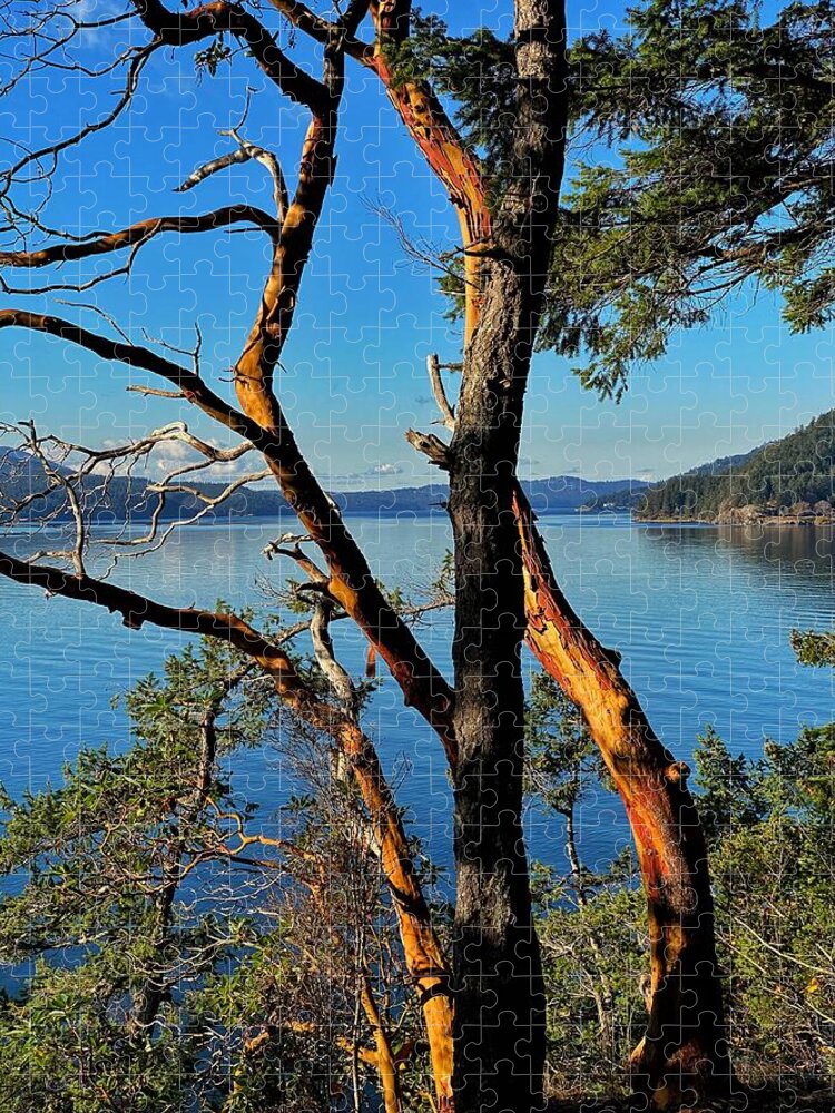 Madrone Tree Jigsaw Puzzle featuring the photograph Orcas Island Madrone by Jerry Abbott