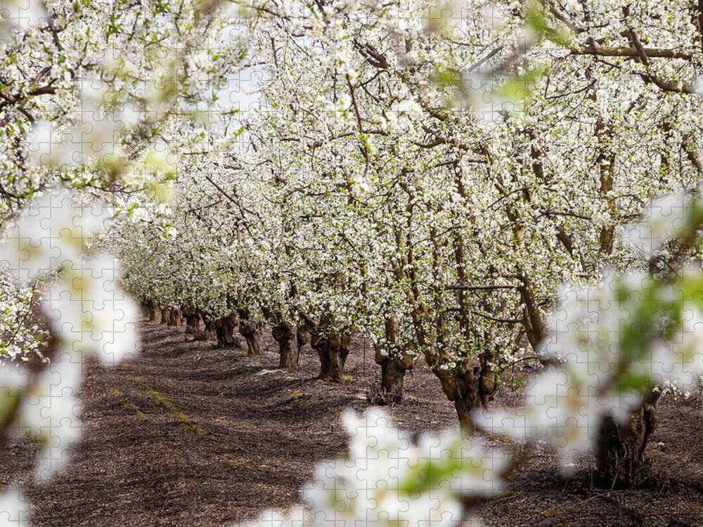 Blossom Trail Jigsaw Puzzle featuring the photograph Orchard With White Blossoms by Elvira Peretsman