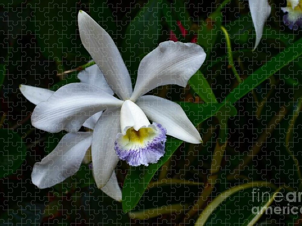 Amethystella Orchid Photograph Jigsaw Puzzle featuring the photograph Orchid Bloom in the Darkness by Expressions By Stephanie
