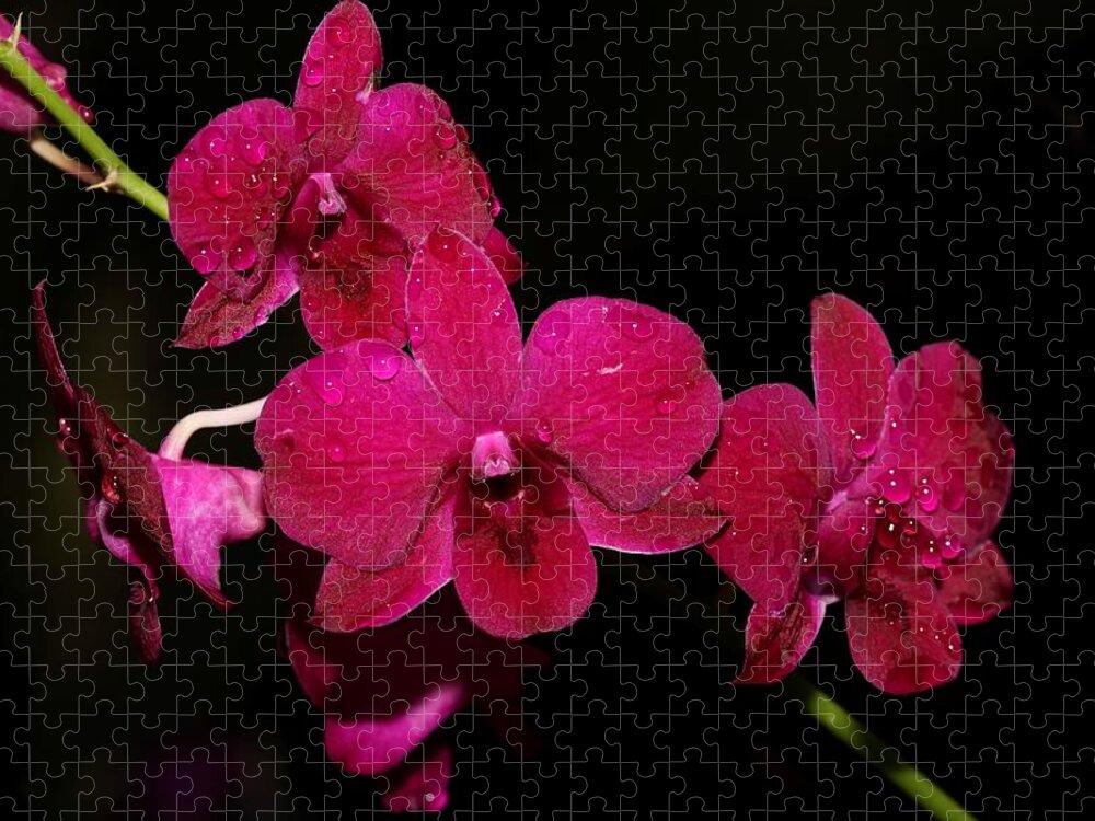 Orchid Jigsaw Puzzle featuring the photograph Orchid and Morning Due by Mingming Jiang