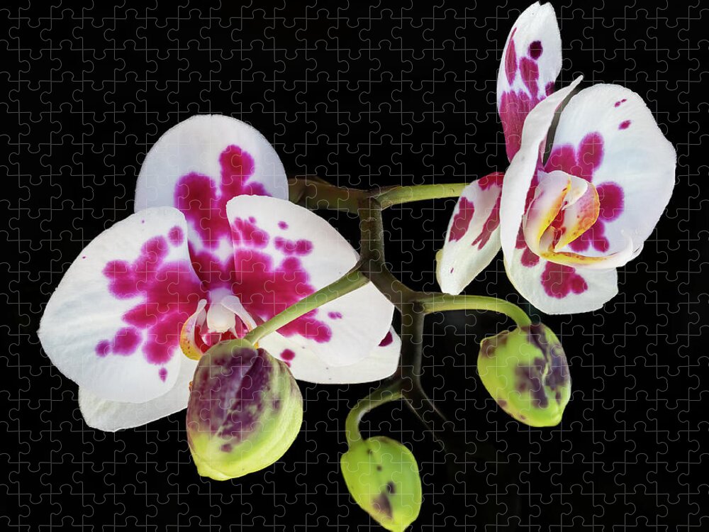 Orchid Jigsaw Puzzle featuring the photograph Orchid Promise by Richard Goldman