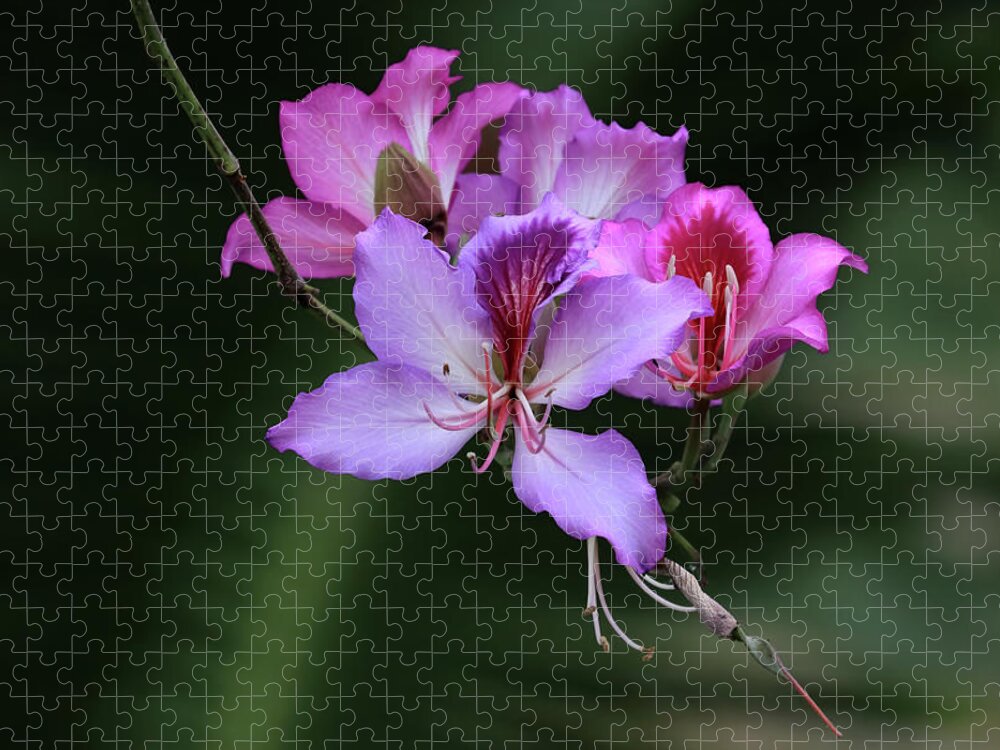 Orchid Jigsaw Puzzle featuring the photograph Orchid Tree Blossoms by Shane Bechler