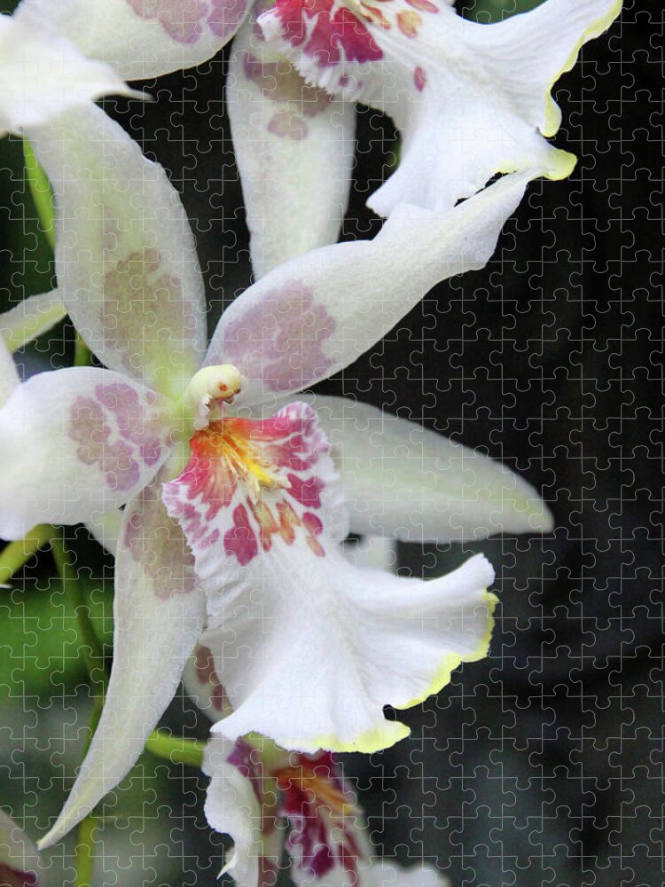 Orchids Jigsaw Puzzle featuring the photograph Orchids by Carolyn Stagger Cokley