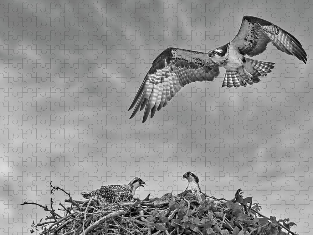 Osprey Jigsaw Puzzle featuring the photograph Osprey Family BW by Susan Candelario