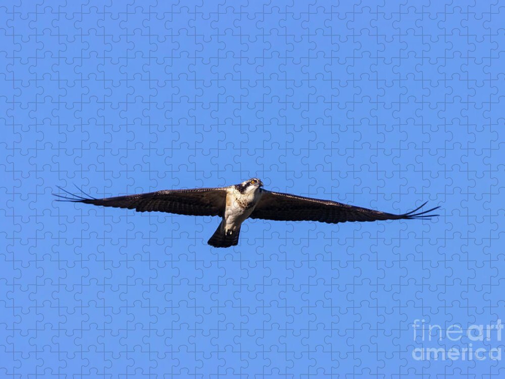 Osprey Jigsaw Puzzle featuring the photograph Osprey Flying High by Steven Krull